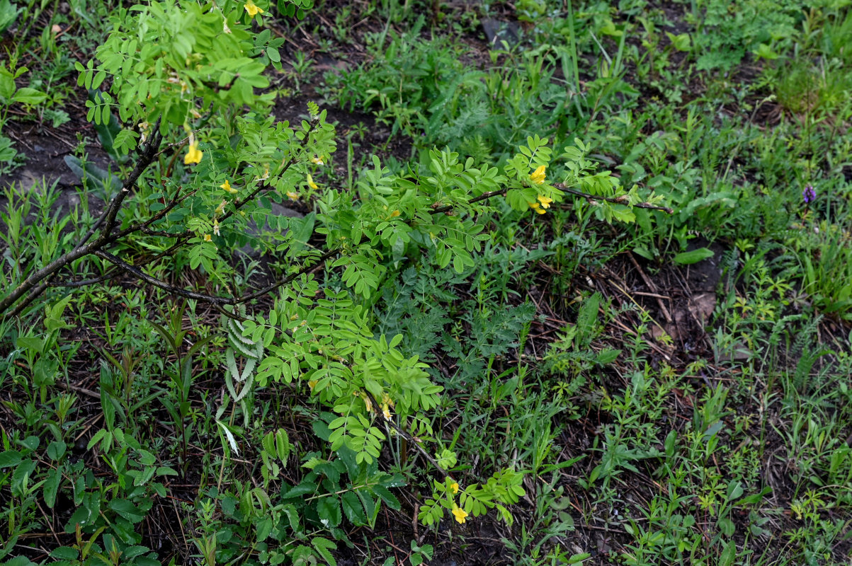 Изображение особи Caragana arborescens.