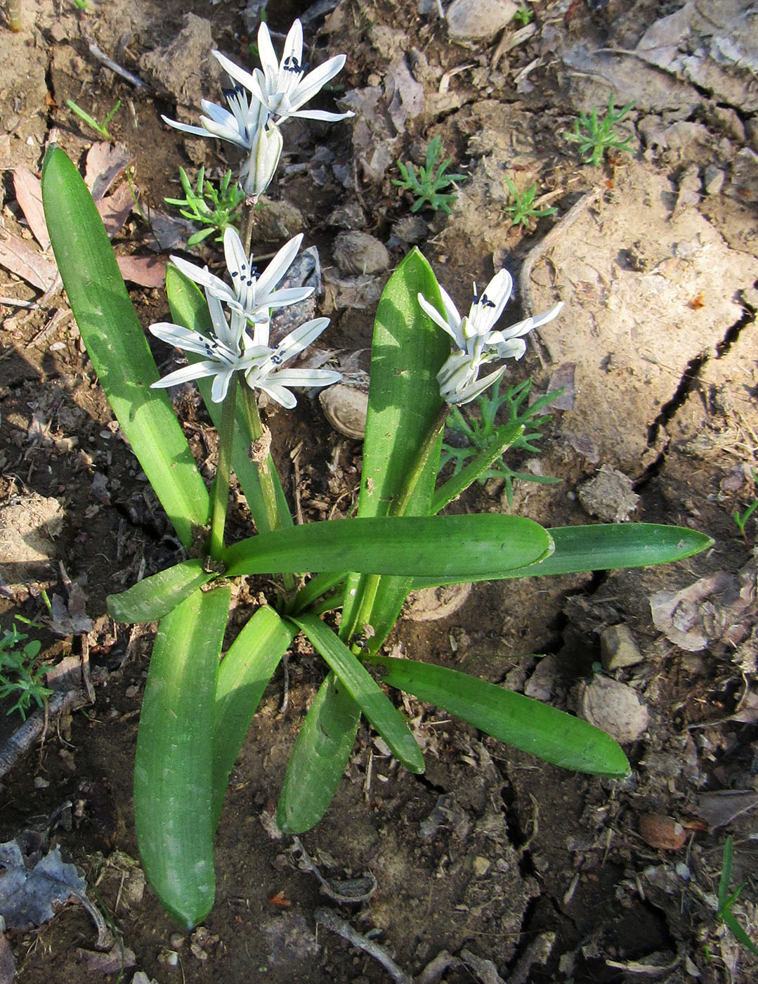 Изображение особи Scilla puschkinioides.