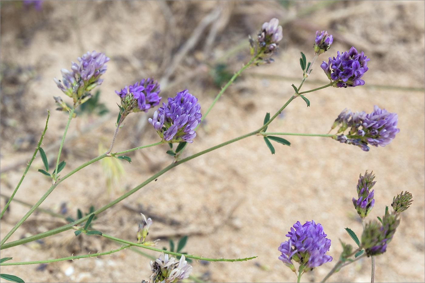 Image of genus Medicago specimen.