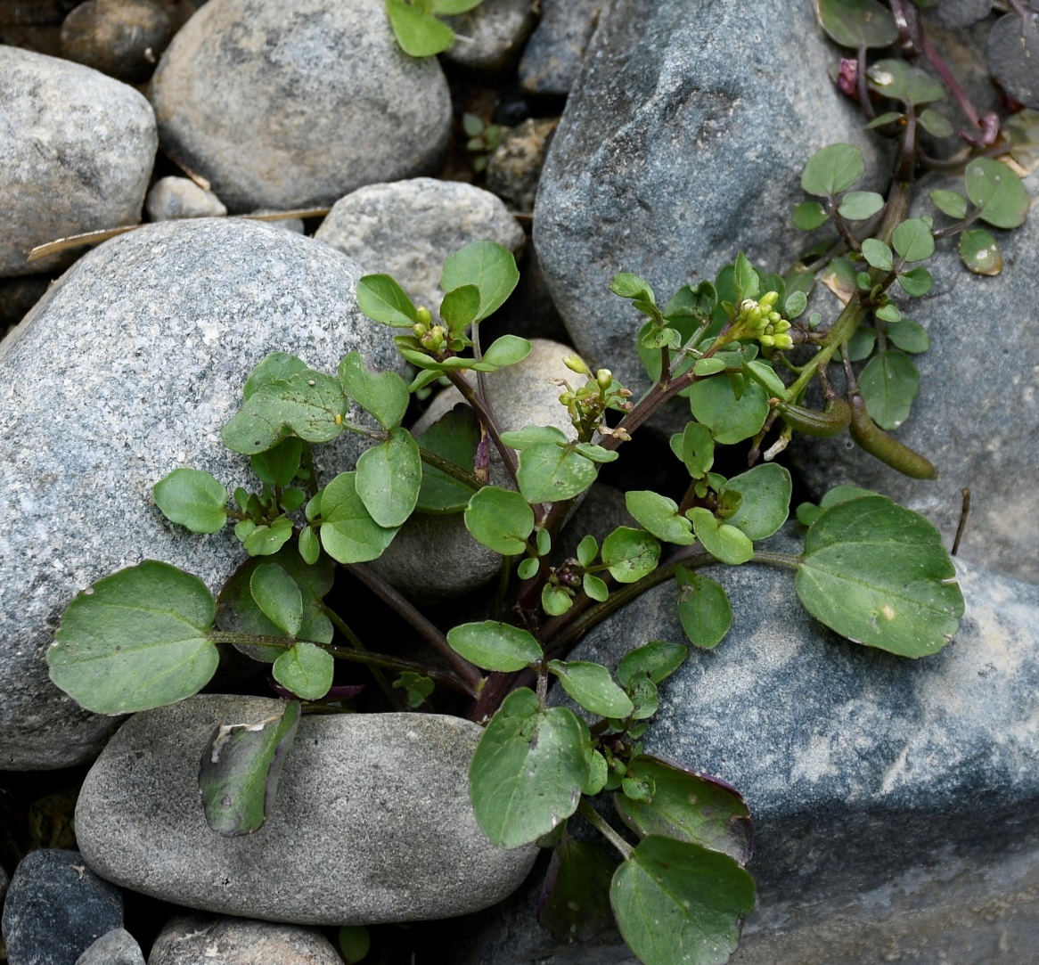 Изображение особи Nasturtium officinale.