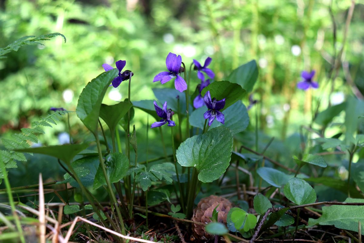 Изображение особи Viola uliginosa.