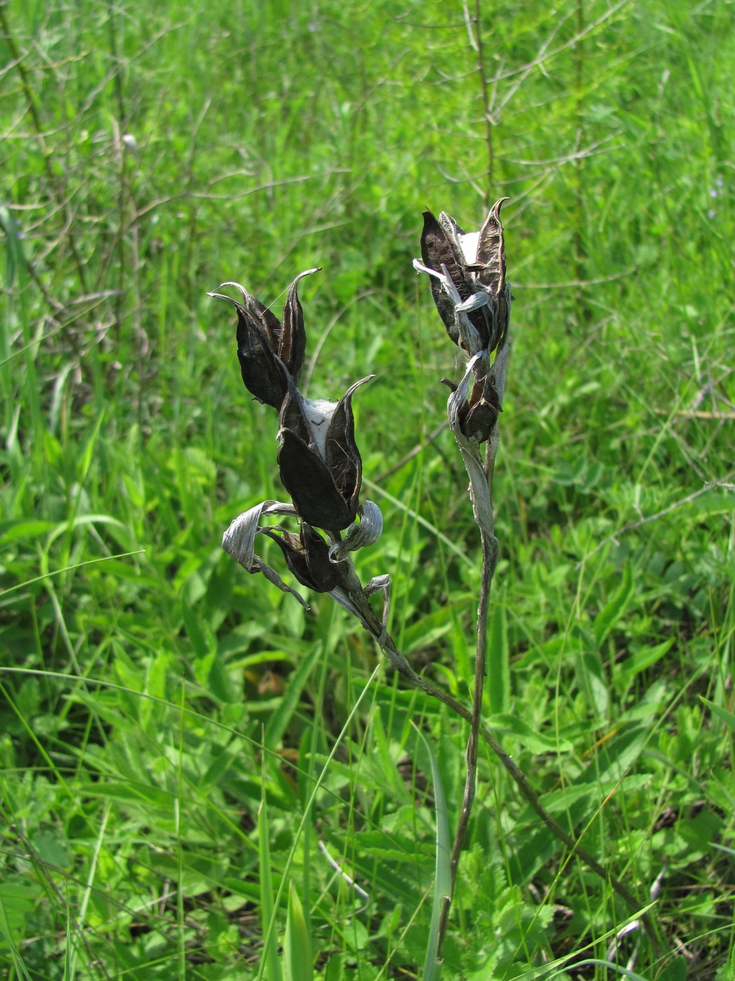 Image of Iris halophila specimen.