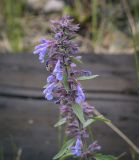 Dracocephalum nutans. Верхушка цветущего растения. Пермский край, Кунгурский муниципальный округ, село Моховое, станция Иренский, между железнодорожными путями. 04.06.2023.