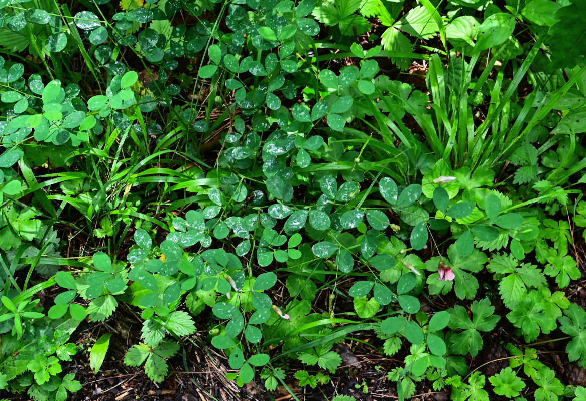 Image of Lathyrus roseus specimen.