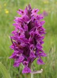 Dactylorhiza incarnata. Соцветие. Дагестан, Докузпаринский р-н, окр. с. Куруш, влажный луг. 27 июня 2023 г.