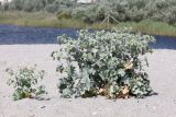 Eryngium maritimum. Цветущие растения. Крым, пересыпь оз. Донузлав, приморские пески. 14 июля 2023 г.