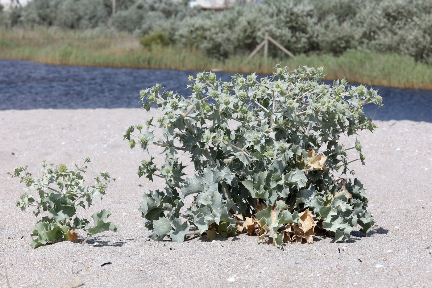 Изображение особи Eryngium maritimum.