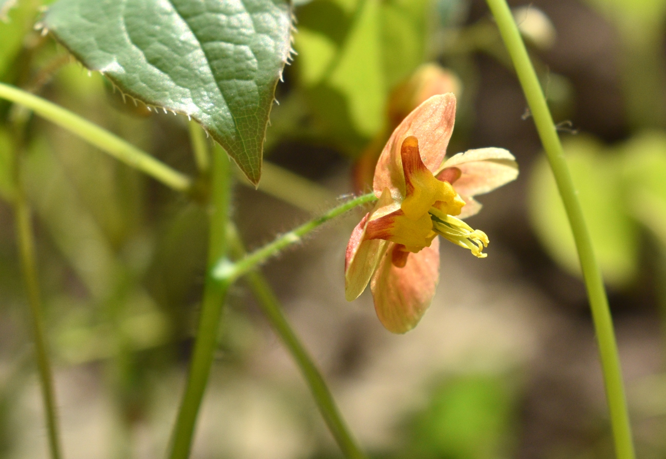 Изображение особи Epimedium × warleyense.
