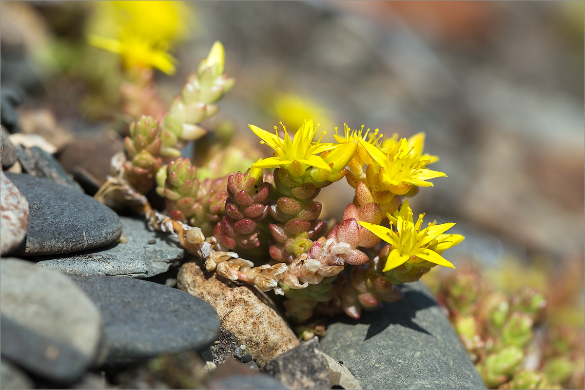 Image of Sedum acre specimen.
