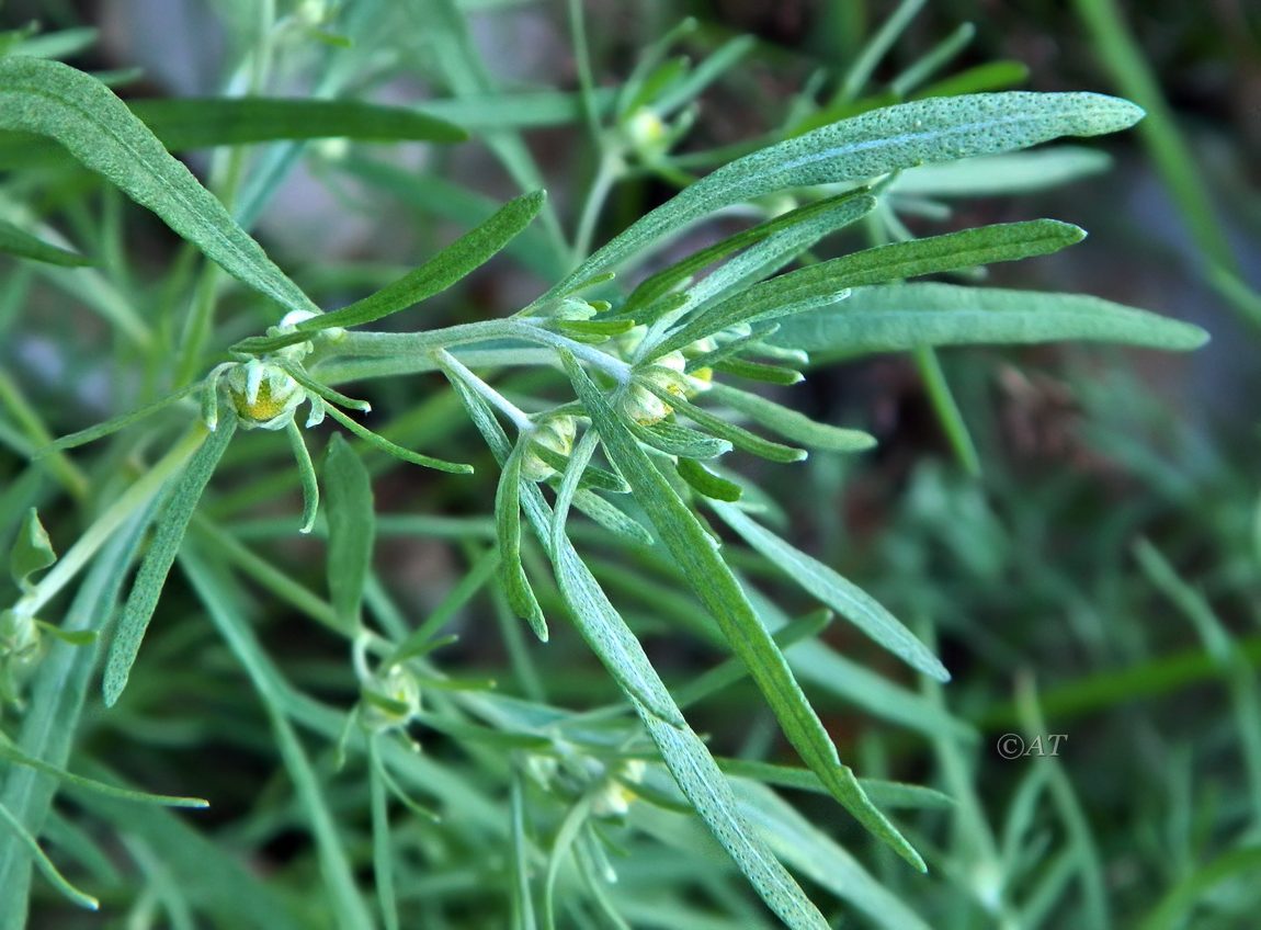 Image of genus Artemisia specimen.