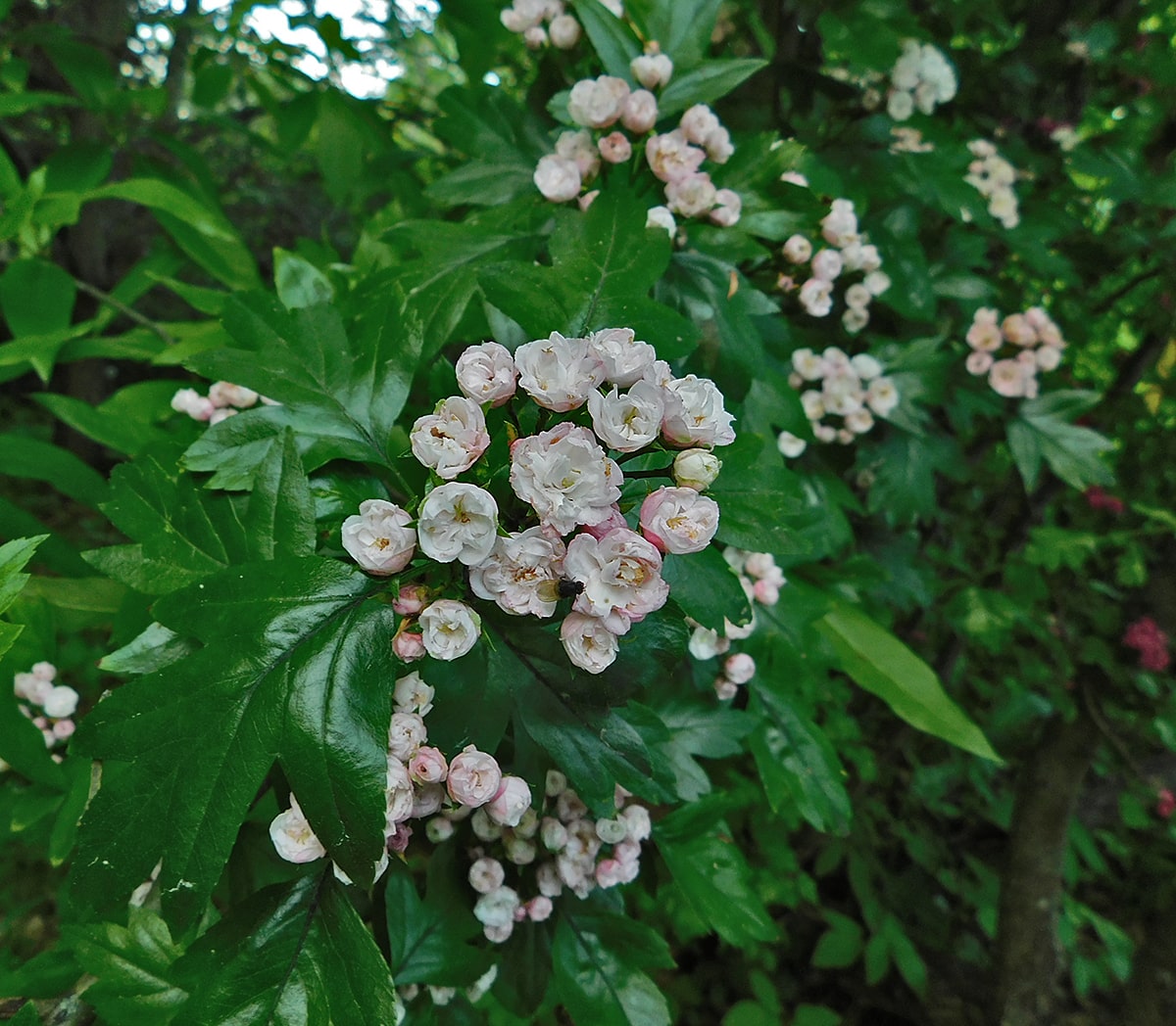 Изображение особи Crataegus &times; mordenensis.