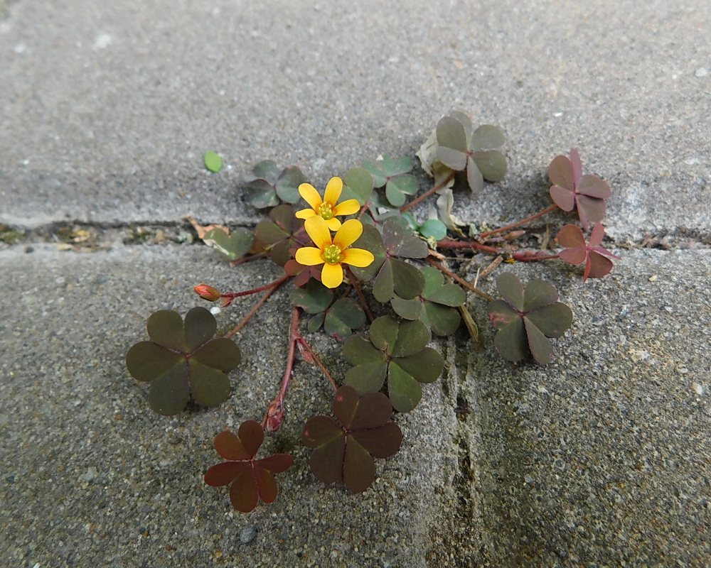 Изображение особи Oxalis stricta.