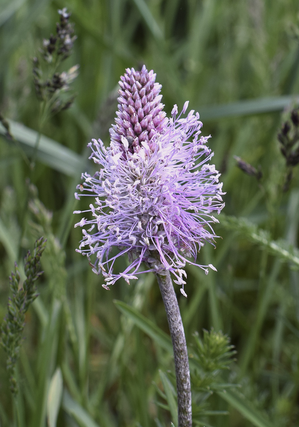 Image of Plantago media specimen.