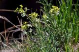 Erysimum flavum