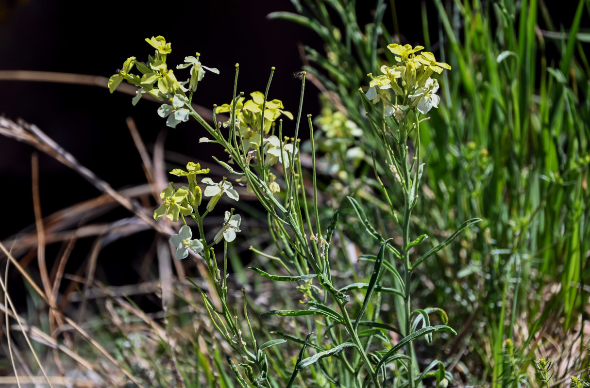 Image of Erysimum flavum specimen.