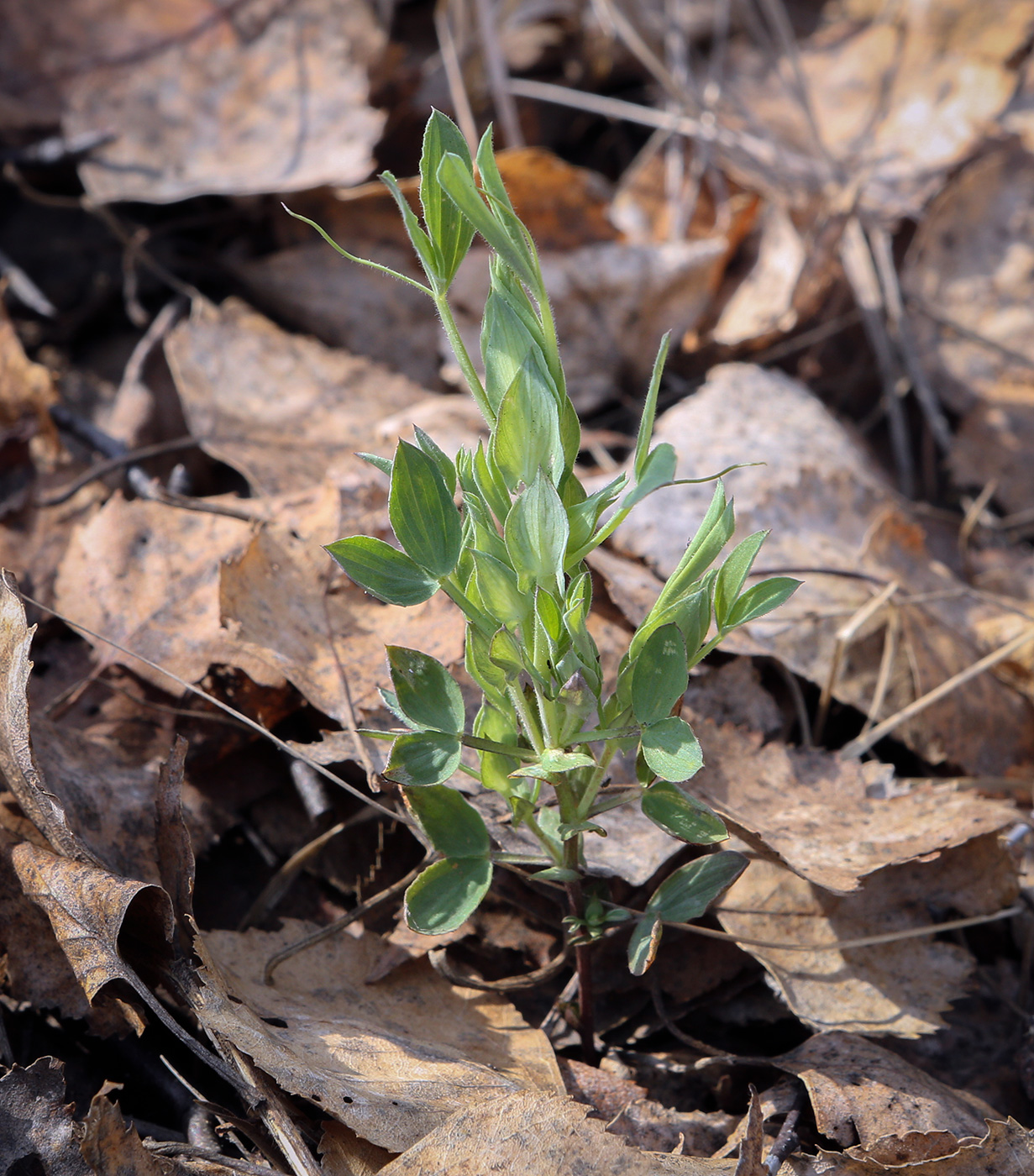 Image of Lathyrus pratensis specimen.