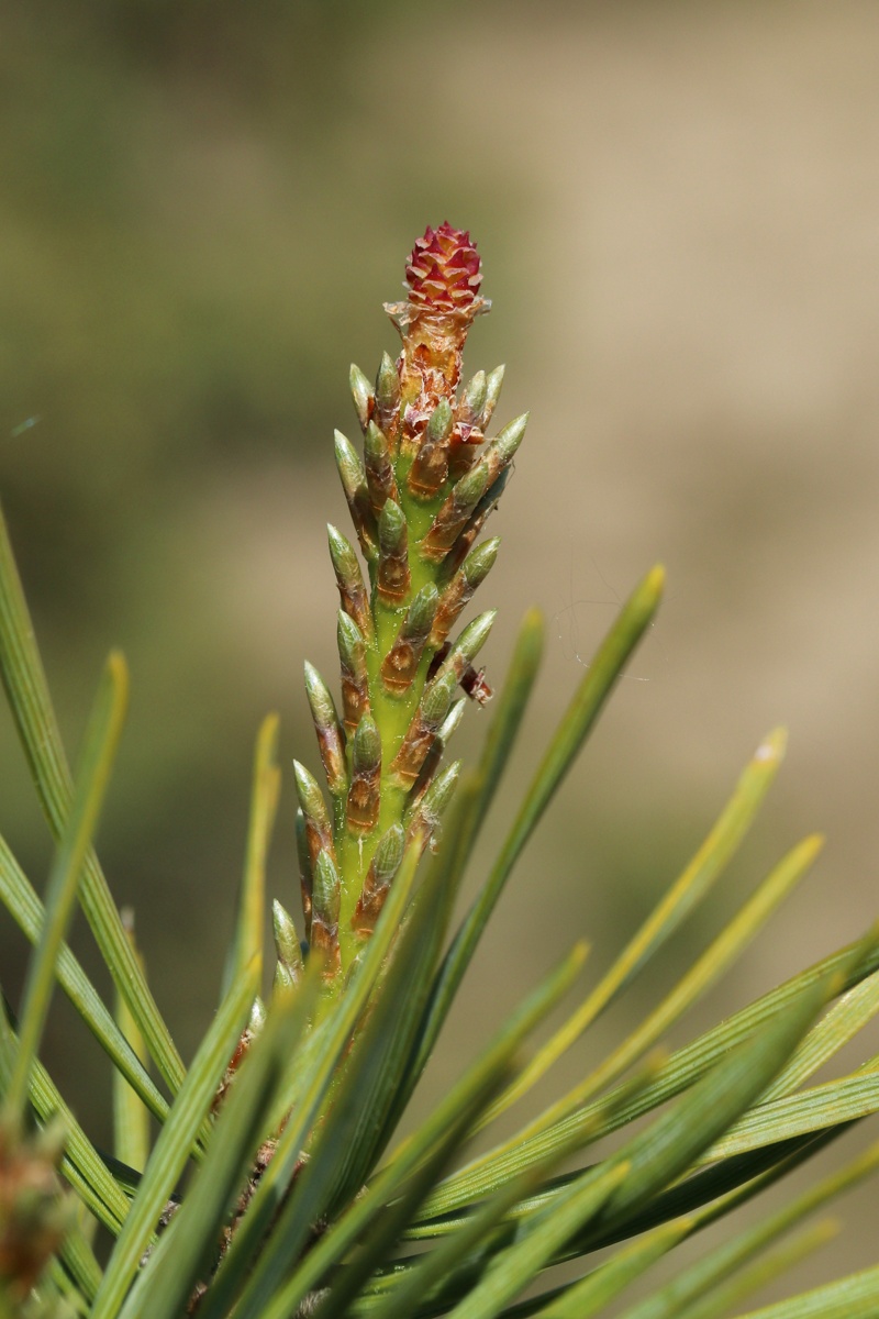 Изображение особи Pinus sylvestris.