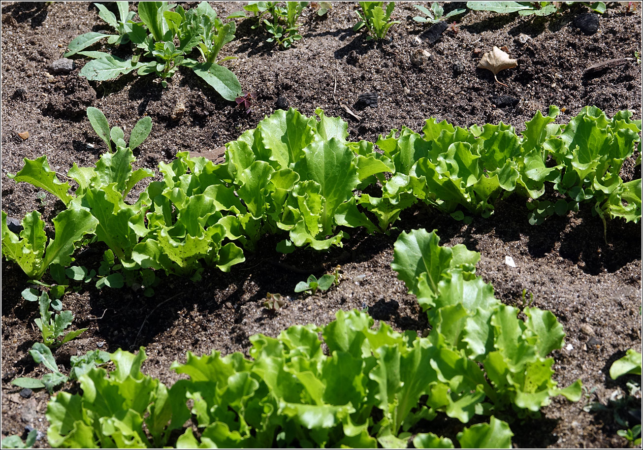 Image of Lactuca sativa specimen.