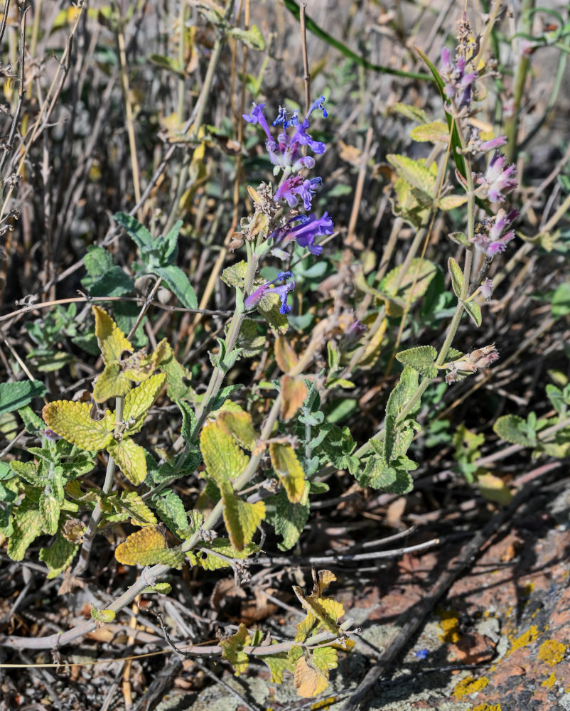 Изображение особи Nepeta mussinii.