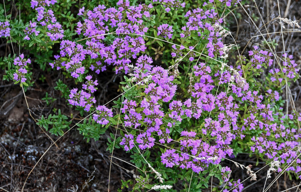 Изображение особи род Thymus.