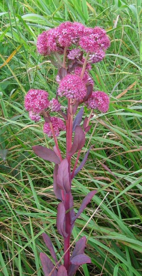 Изображение особи Hylotelephium triphyllum.