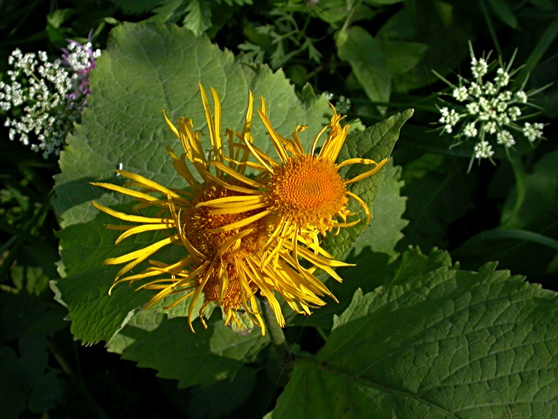 Изображение особи Telekia speciosa.