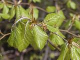 Fagus sylvatica. Верхушка побега. Испания, Каталония, пров. Жирона, комарка Ла-Гарроча, муниципалитет Ла-Валь-де-Бианья, подр-н (субкомарка) Л’Альта-Гарроча, 870 м н.у.м., перевал Capsacosta, смешанный лес. 12.04.2024.