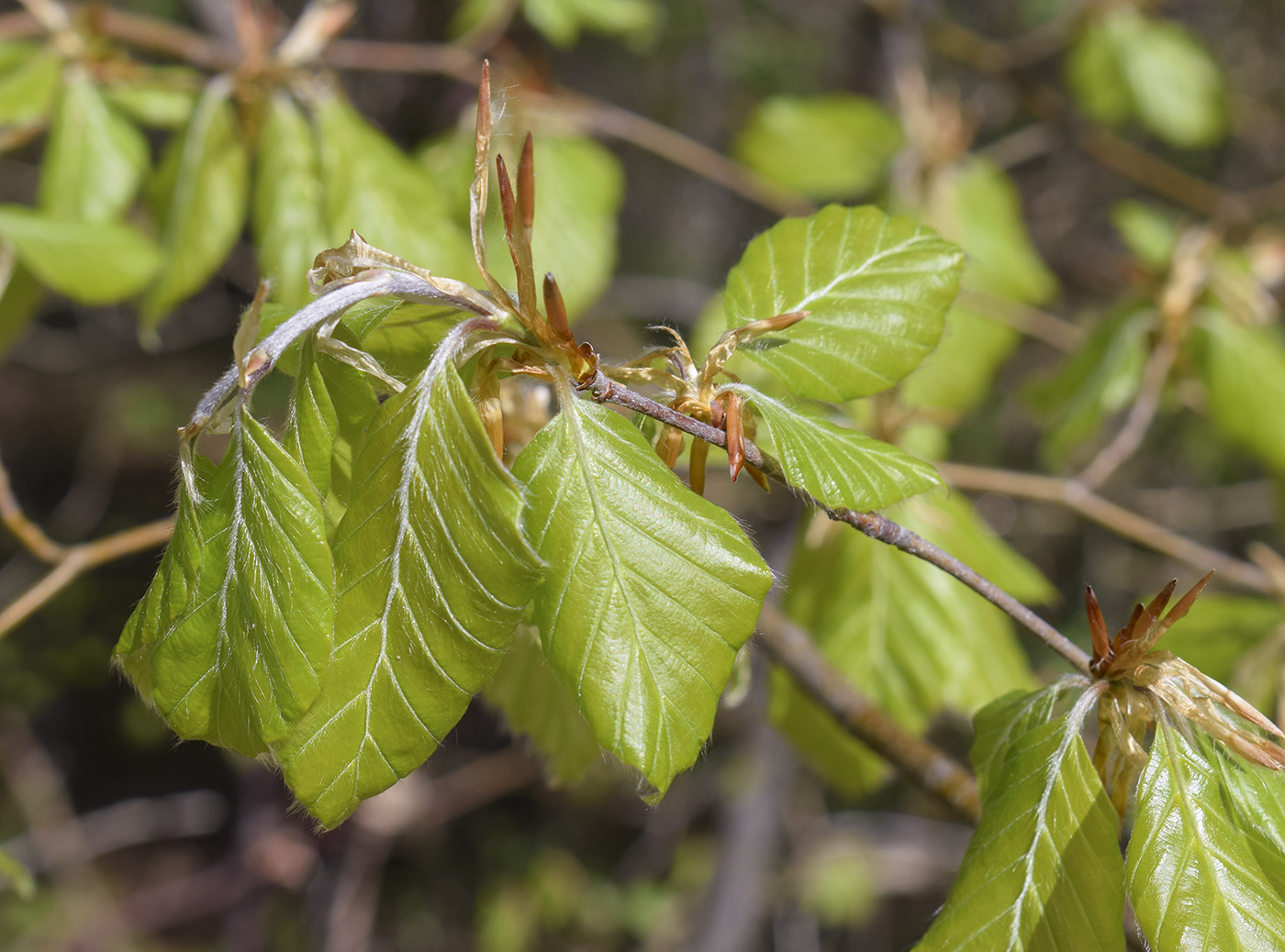 Image of Fagus sylvatica specimen.