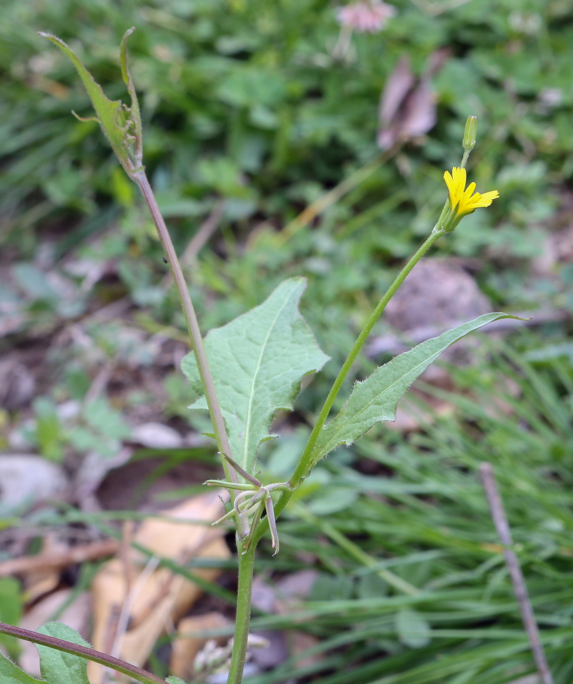 Изображение особи Rhagadiolus edulis.