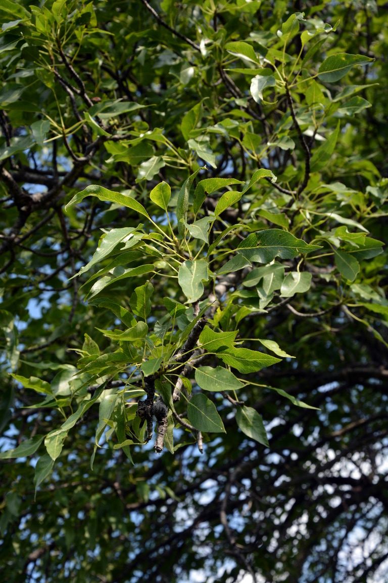 Изображение особи Pyrus korshinskyi.