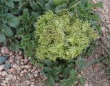 Archangelica brevicaulis