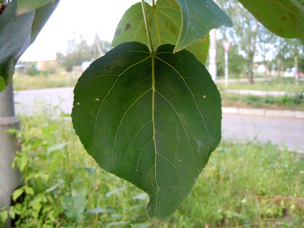 Изображение особи Populus woobsti.