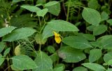 Impatiens noli-tangere
