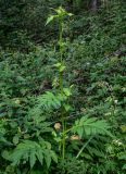 Cirsium oleraceum