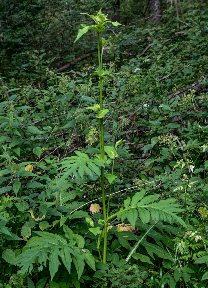 Изображение особи Cirsium oleraceum.