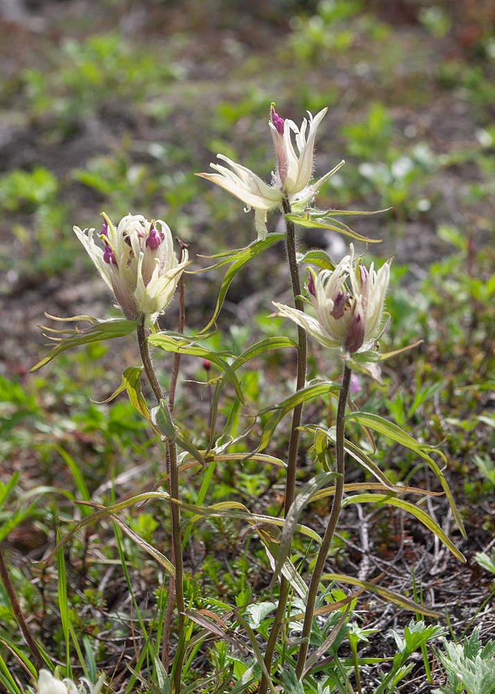 Изображение особи Castilleja pavlovii.