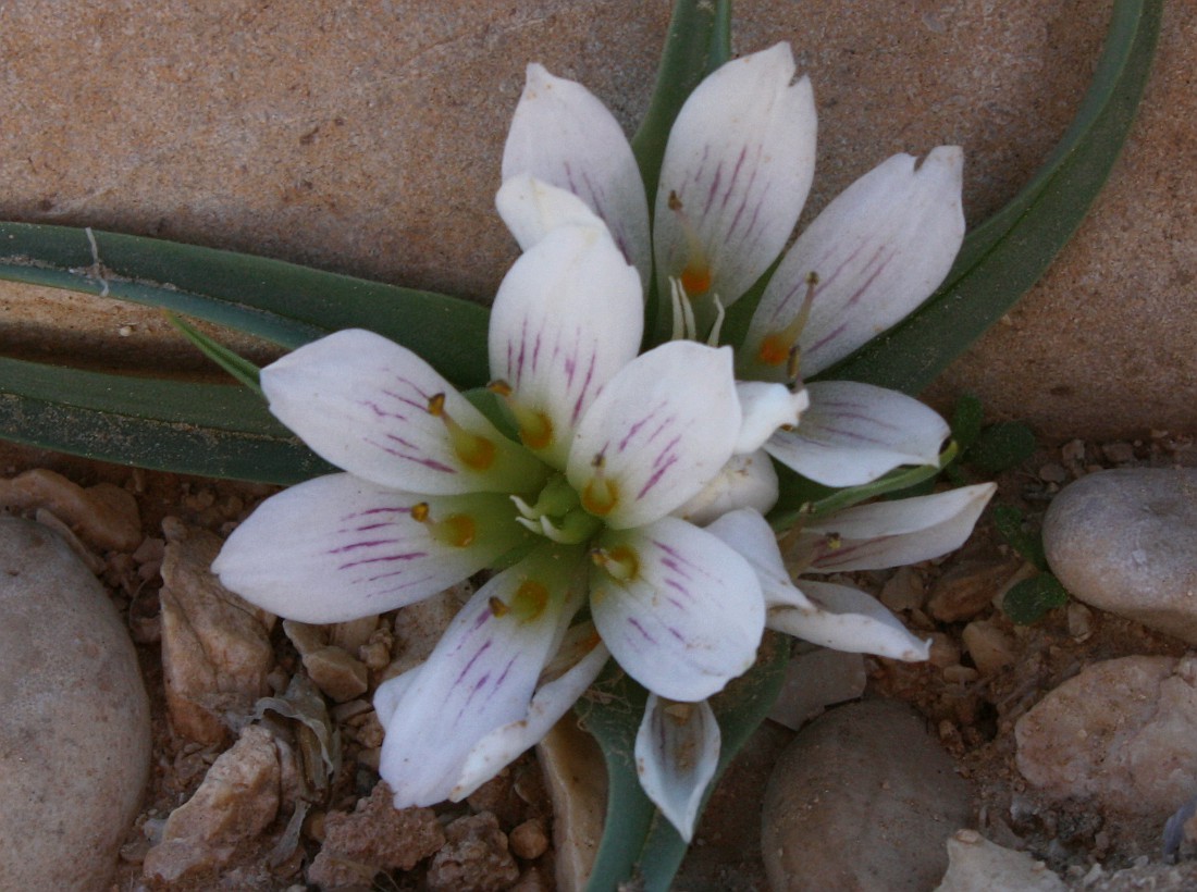 Image of Androcymbium palaestinum specimen.