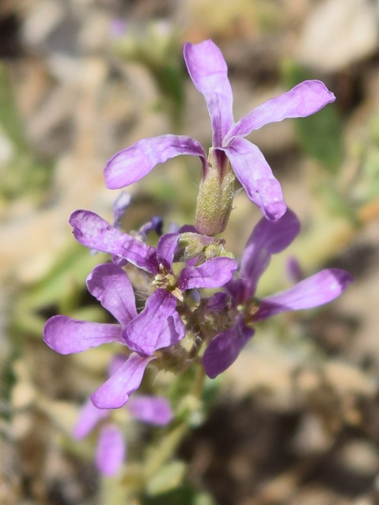 Image of Strigosella turkestanica specimen.