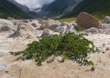 genus Astragalus