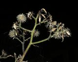 Cicerbita macrophylla. Верхушка общего соплодия с паутиной. Краснодарский край, Адлерский р-н, Краснополянский поселковый округ, горнолыжный курорт \"Роза Хутор\", экотропа, широколиственный лес. 10.09.2023.