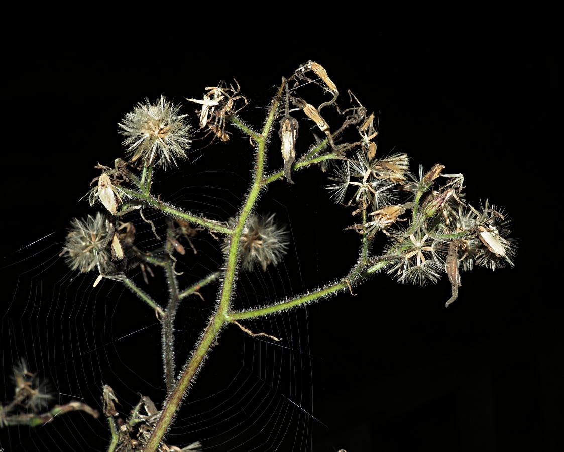 Image of Cicerbita macrophylla specimen.