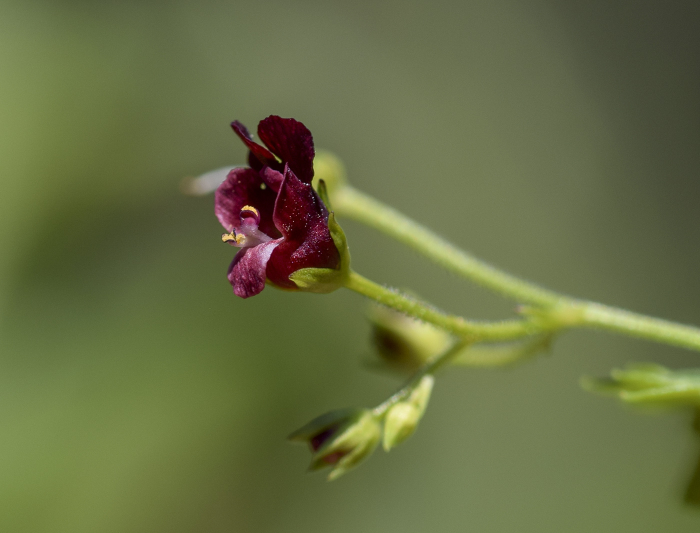 Изображение особи Scrophularia peregrina.