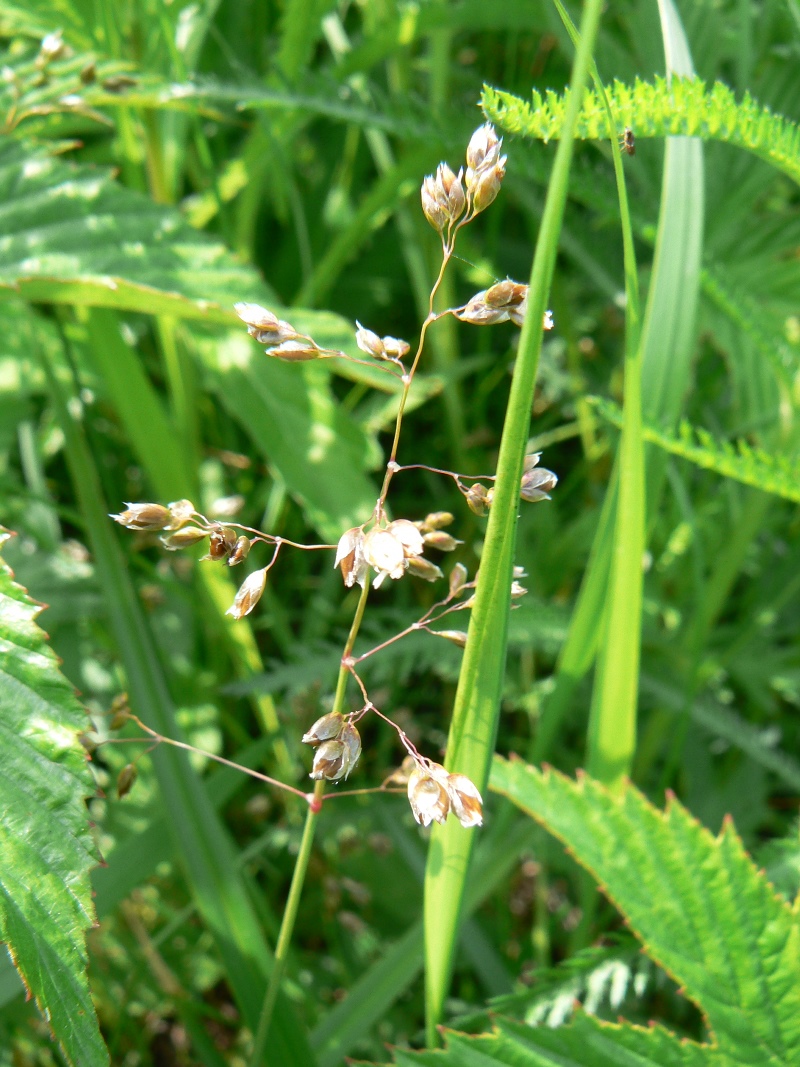 Image of genus Hierochloe specimen.