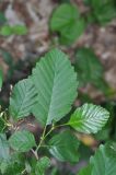 Alnus incana. Лист. Республика Адыгея, Майкопский р-н, левый борт долины руч. Сюк, широколиственный лес. 2 мая 2018 г.