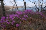 Rhododendron mucronulatum