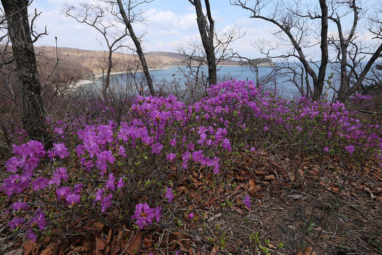 Изображение особи Rhododendron mucronulatum.