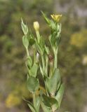 Centaurium maritimum. Верхушки растений с цветками, бутонами и завязями. Испания, Каталония, пров. Жирона, комарка Баш Эмпорда, муниципалитет Паламос, высокий берег моря, гаррига на выходах скал. 18.05.2025.