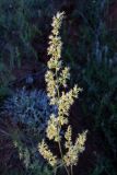 Silene borysthenica