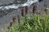 Echium russicum