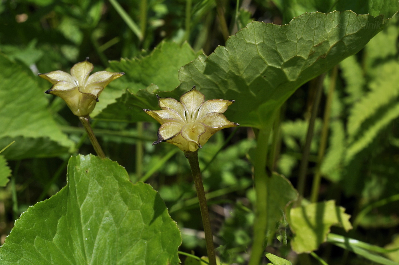 Image of Caltha silvestris specimen.